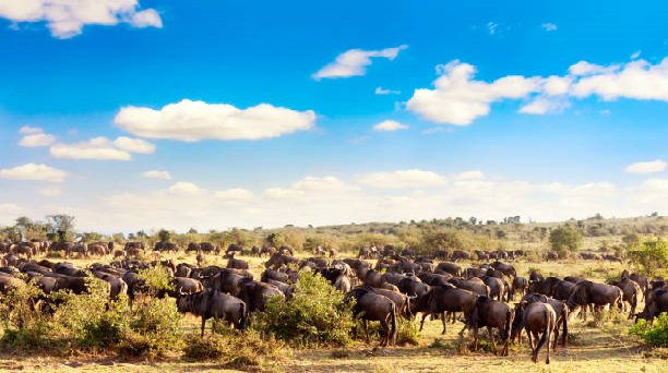 The-great-wildebeest-migration