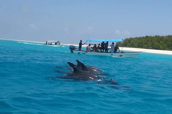 dolphine tour zanzibar