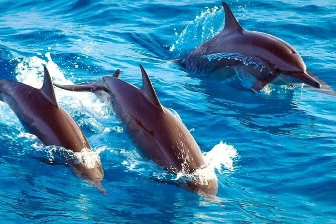 zanzibar dolphine