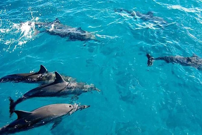 zanzibar dolphine tour