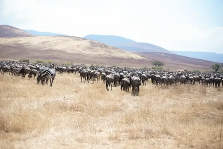 Wildebeest migration and zebras in the Serengeti