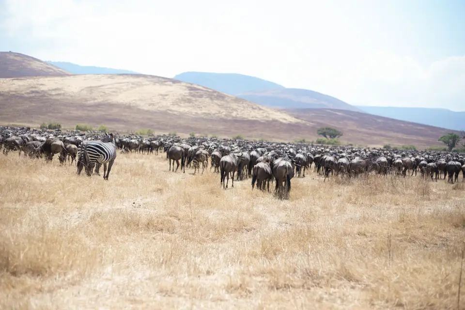 Wildebeest migration and zebras on a Tanzania safari with Kitano Tours