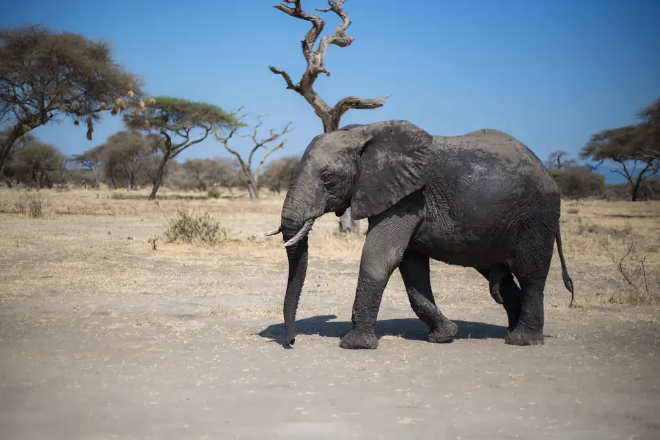 African elephant photographed during a Kitano Tours safari in Tanzania