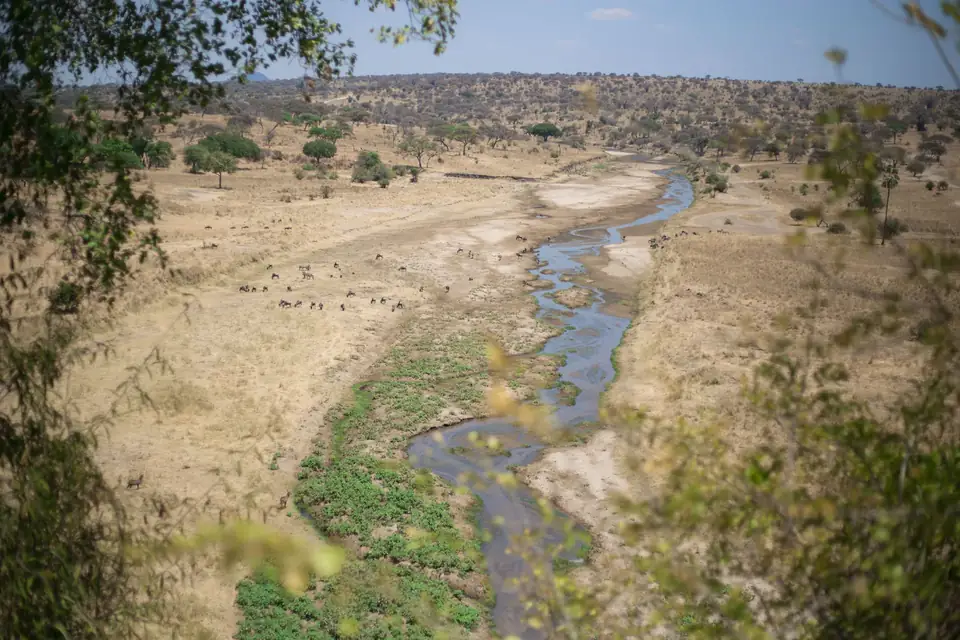 Wildlife around a river in Tarangire photographed on a Kitano Tours safari