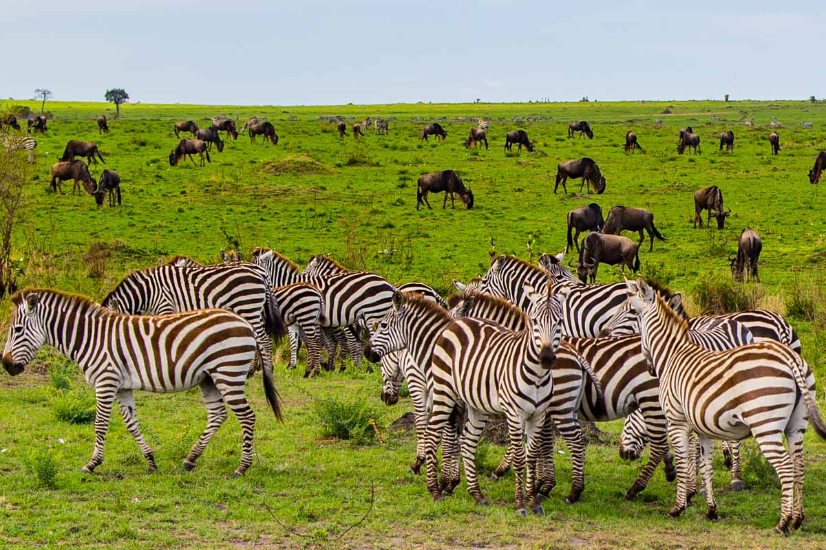 TANZANIA SHARING SAFARI 2 DAYS