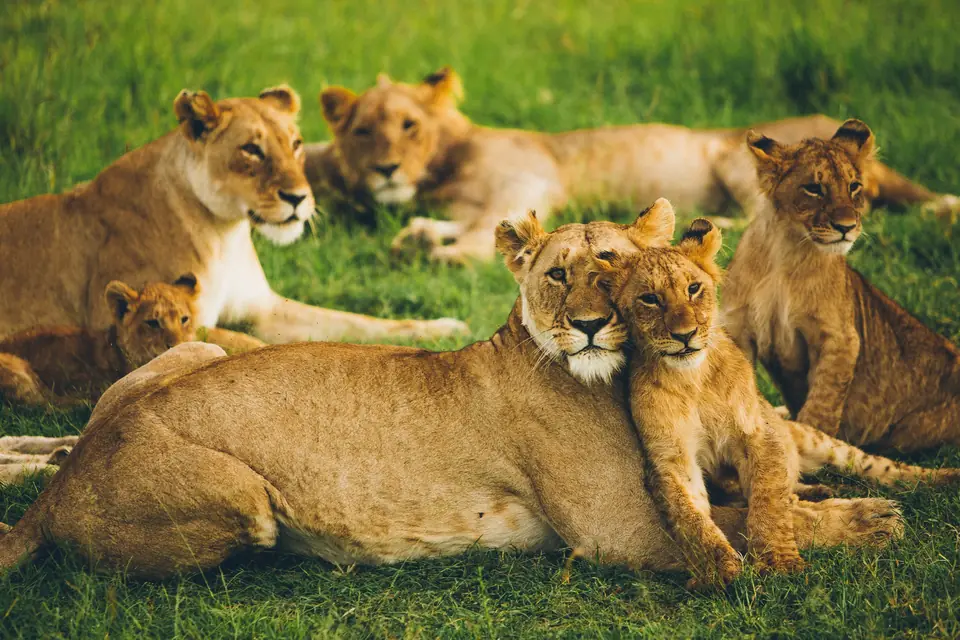 3 days queen elizabeth national park safari 3 days queen elizabeth safari