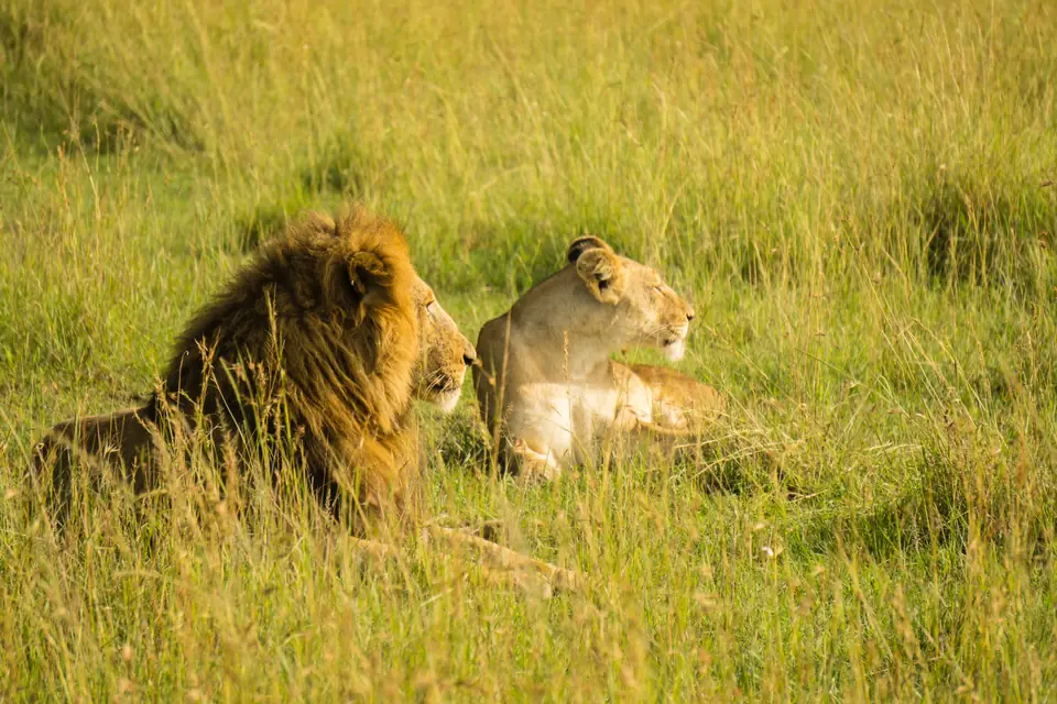 3 days queen elizabeth national park safari 3 days queen elizabeth safari