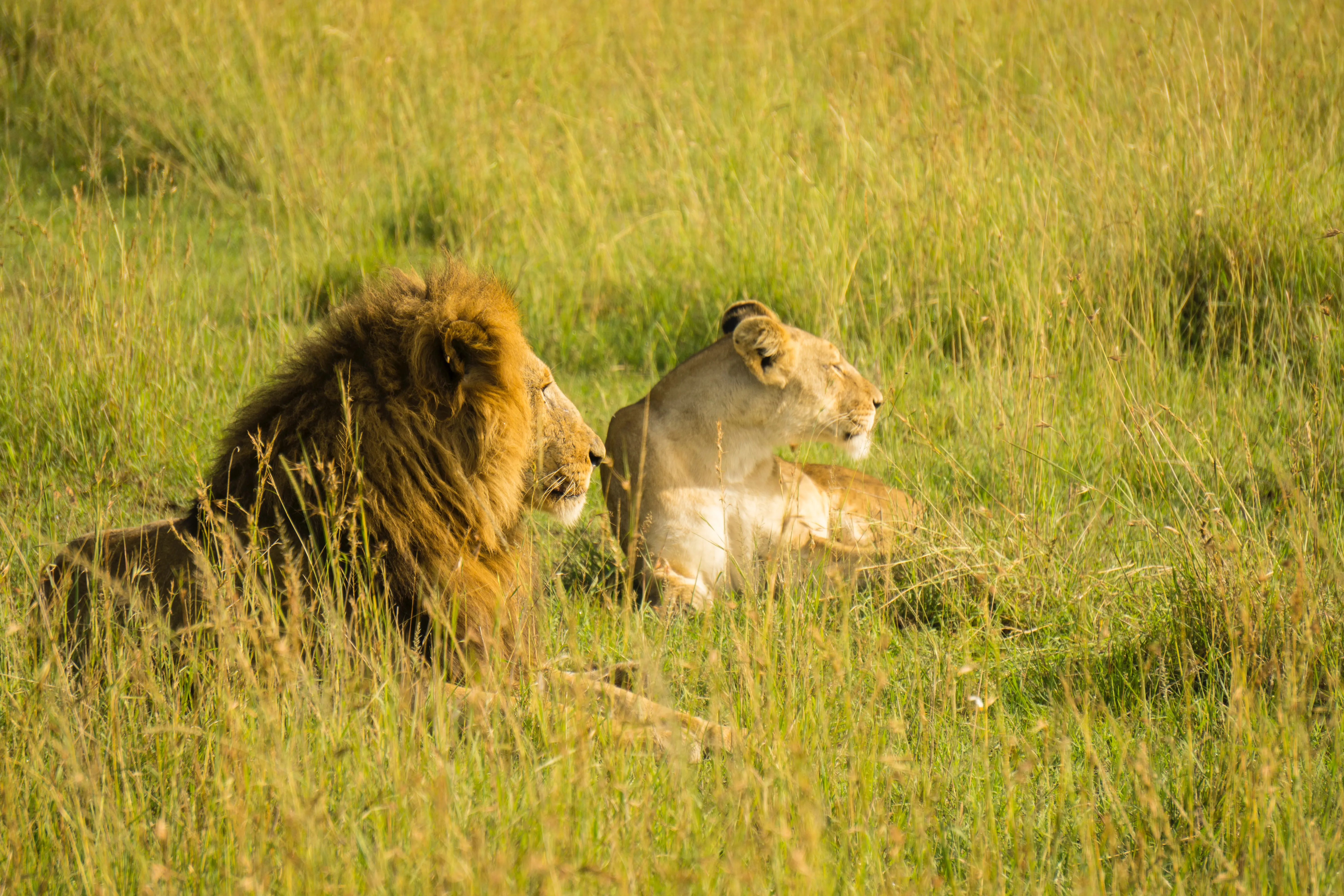 3 days queen elizabeth safari