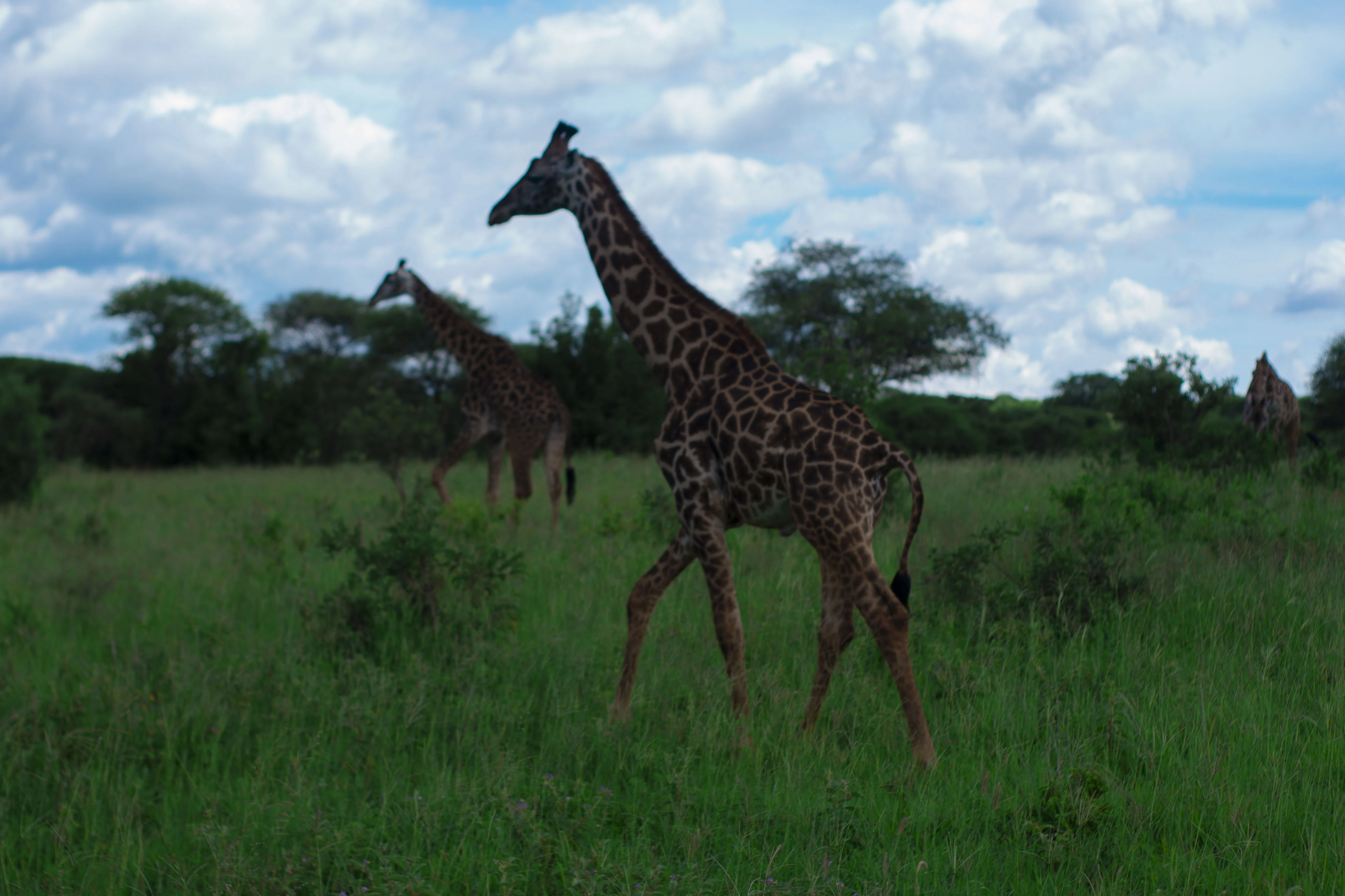 mwanza to serengeti national park