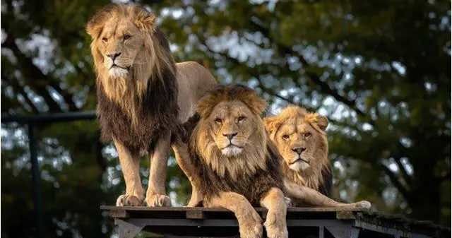 6 days tanzania private safari Tanzania BIG 5 PRIVATE Safaris